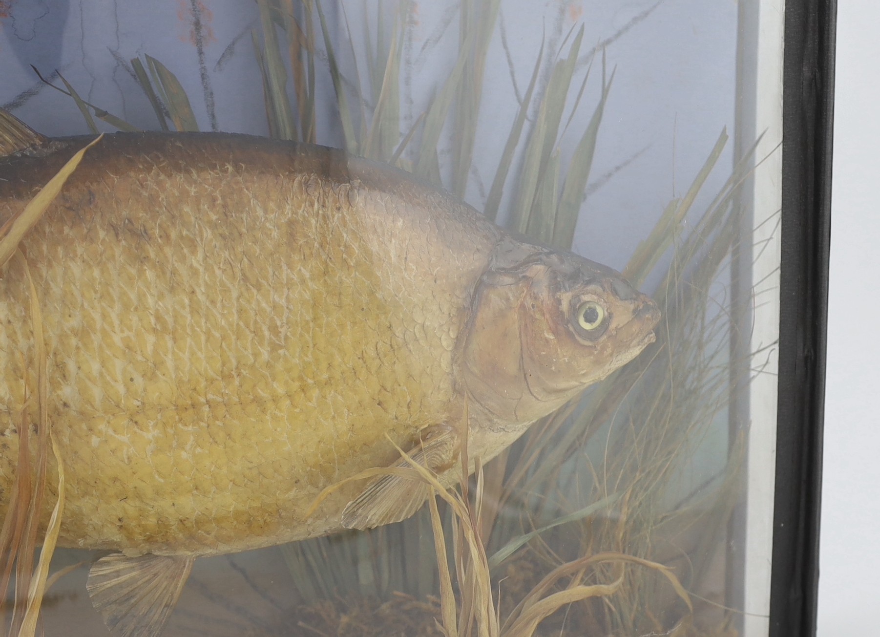 A W.F. Homer taxidermic bream, width 61cm, depth 16cm, height 37cm